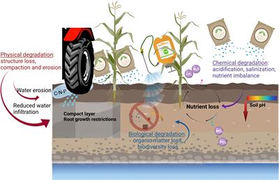 Restoring Soil Functions and Agroecosystem Services Through Phytotechnologies